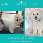 Bichon grooming at pooch Dog Spa