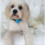 Cavashon grooming at pooch Dog Spa