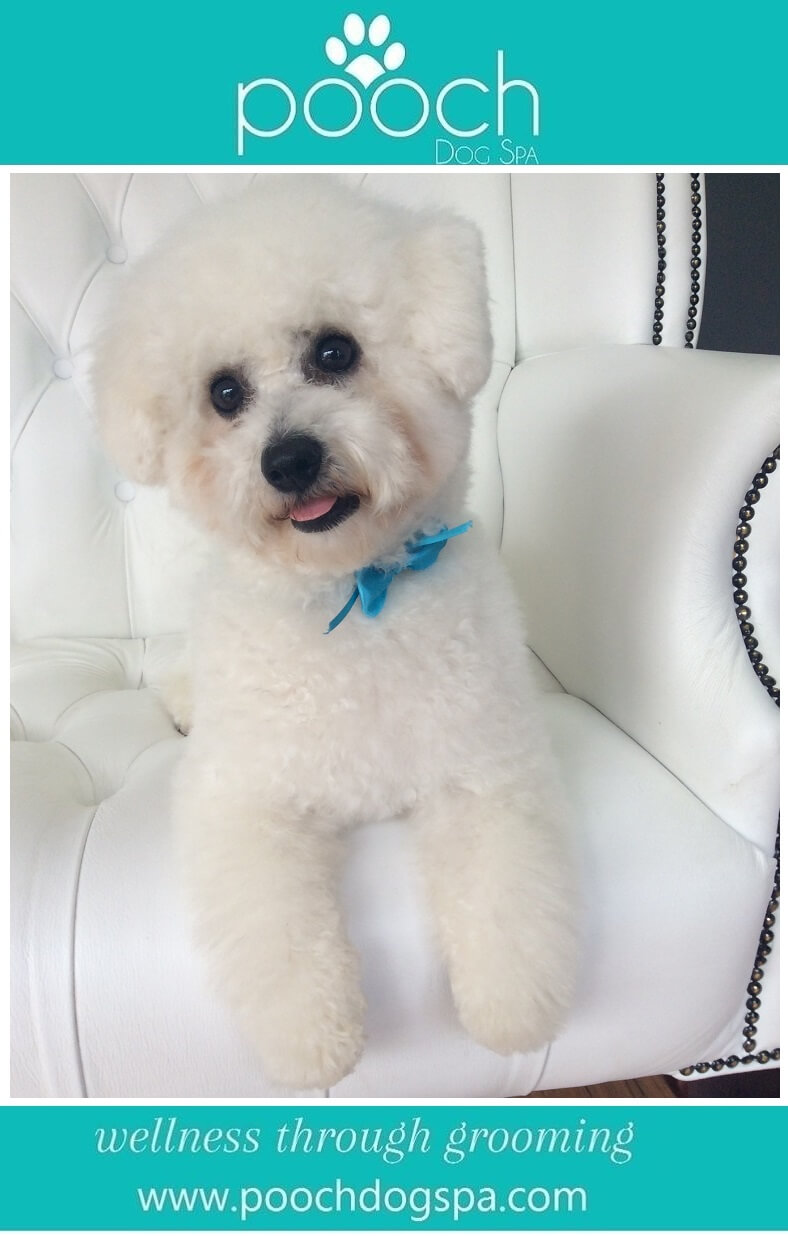 bichon-grooming.jpeg