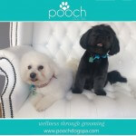 Shih Tzu grooming at pooch Dog Spa