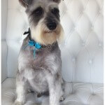 Schnauzer grooming at pooch Dog Spa