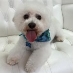 Bichon Frise grooming at pooch Dog Spa