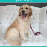 Golden Retriver grooming at pooch Dog Spa