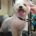 Aromatherapy ear cleanse at pooch Dog Spa