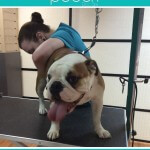 Relaxed nail clipping at pooch Dog Spa