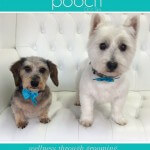 West Highland Terrier grooming at pooch Dog Spa