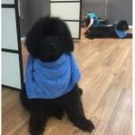 Newfoundland day at pooch Dog Spa