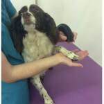 Very relaxed hair drying at pooch Dog Spa