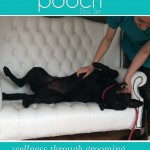 Enjoying belly tickles at pooch Dog Spa