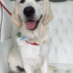 Golden Retriver grooming at pooch Dog Spa