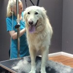De-shedding at pooch Dog Spa