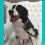 Spaniel grooming at pooch Dog Spa