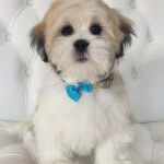 Shih Tzu grooming at pooch Dog Spa