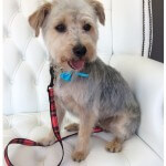 Terrier grooming at pooch Dog Spa