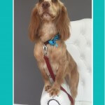 Spaniel grooming at pooch Dog Spa