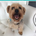 Yorkshire Terrier grooming at pooch Dog Spa