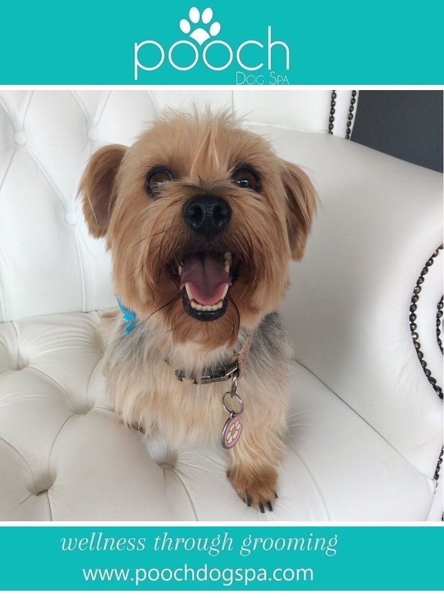 Yorkshire-Terrier-grooming.jpeg