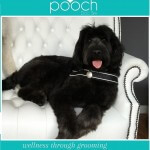 Labradoodle grooming at pooch Dog Spa
