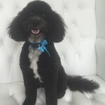 Cockapoo grooming at pooch Dog Spa