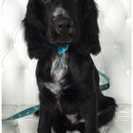 Spaniel grooming at pooch Dog Spa