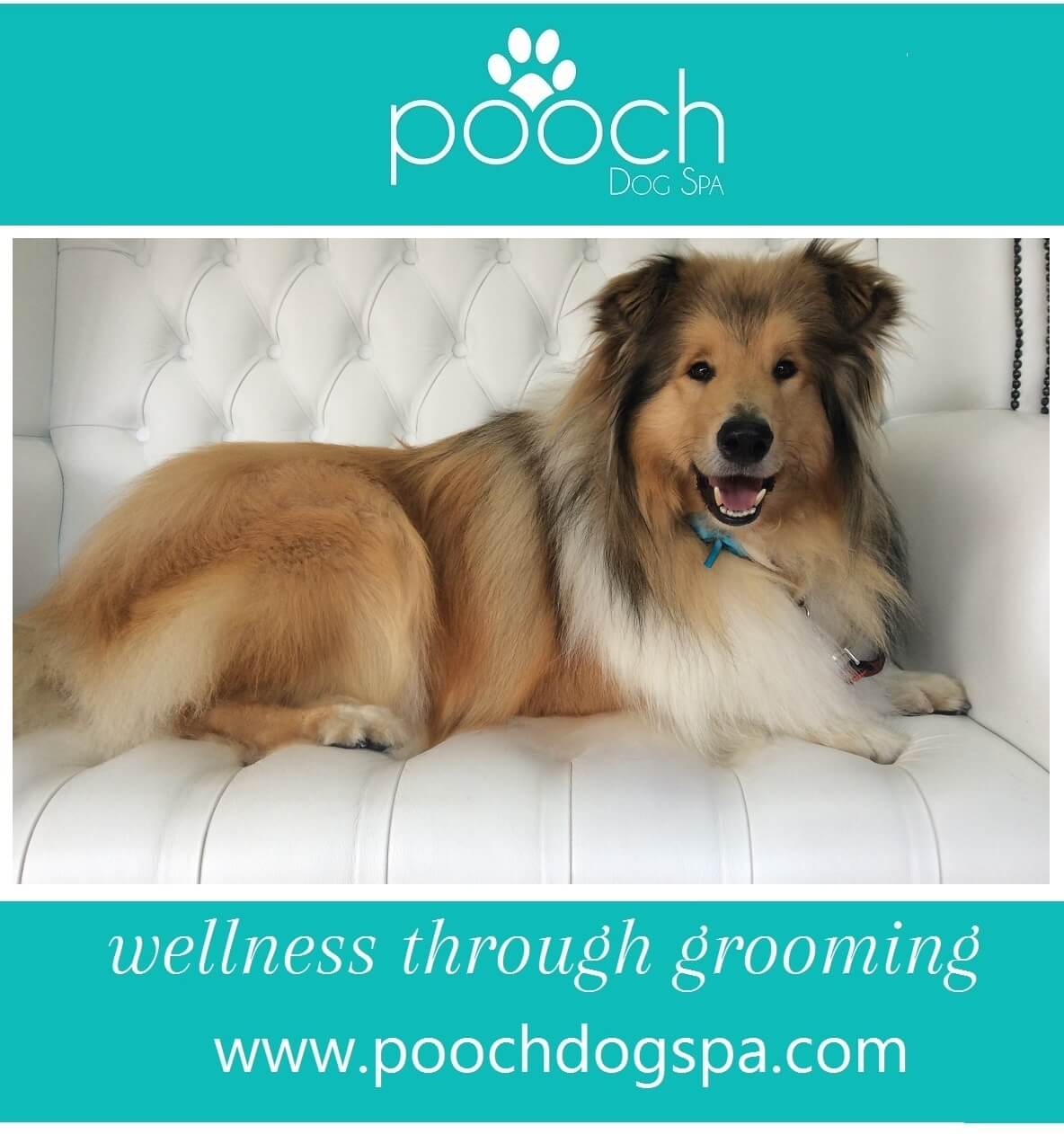 Rough-Collie-grooming.jpeg
