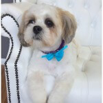 Shih Tzu grooming at pooch Dog Spa