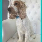 Spaniel grooming at pooch Dog Spa