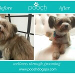 Terrier grooming at pooch Dog Spa