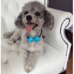 Bichon Poo grooming at pooch Dog Spa