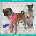 Jack Russell grooming at pooch Dog Spa