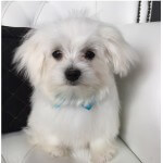 Maltese grooming at pooch Dog Spa