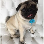 Pug grooming at pooch Dog Spa