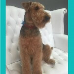 Airedale Terrier grooming at pooch Dog Spa