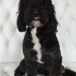 Cockapoo grooming at pooch Dog Spa