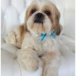 Shih Tzu grooming at pooch Dog Spa