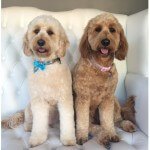 Labradoodle grooming at pooch Dog Spa