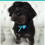 Lhasa Apso grooming at pooch Dog Spa