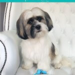 Jack Tzu grooming at pooch Dog Spa