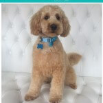 Cavashon grooming at pooch Dog Spa