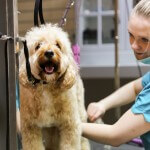 Cavapoo grooming at pooch Dog Spa