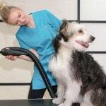 Collie cross grooming