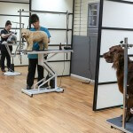Spacious dog grooming salon