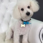 Bichon Frise grooming at pooch Dog Spa