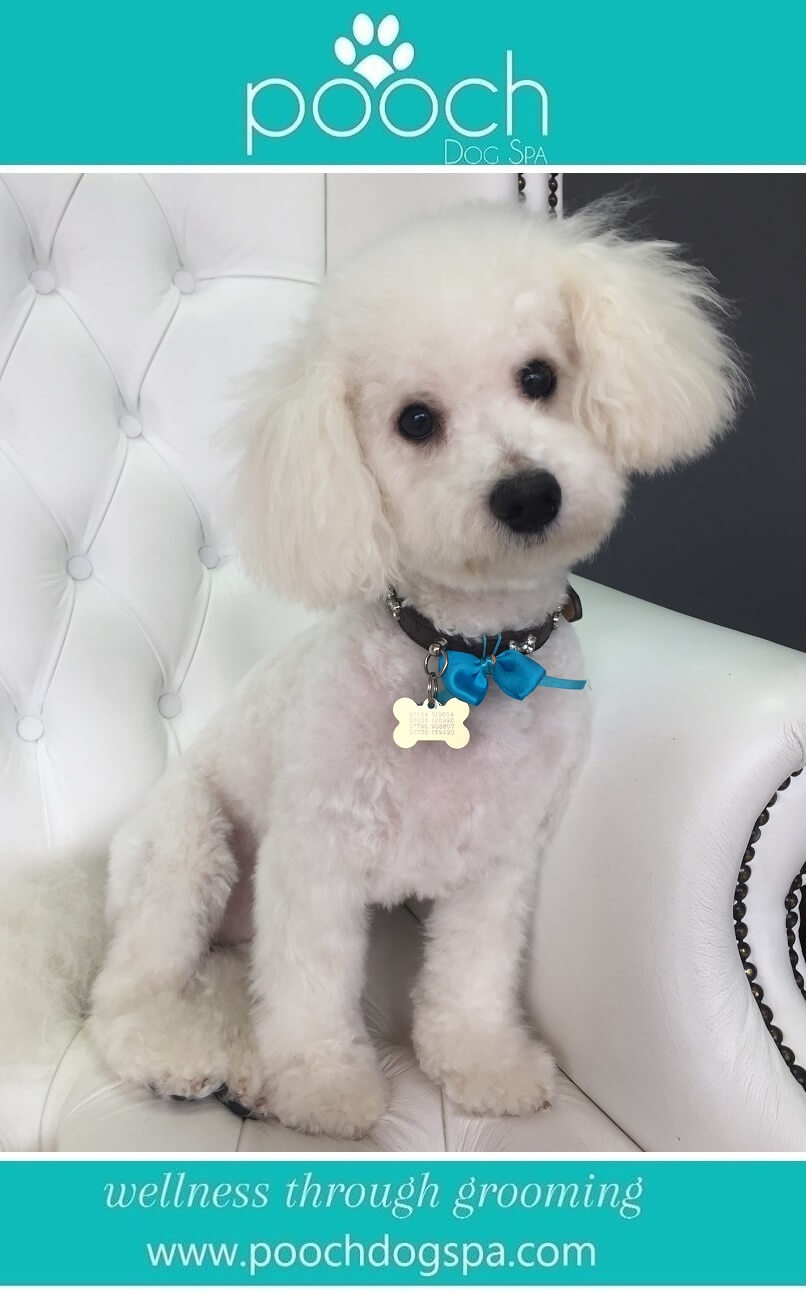 bichon-frise-grooming