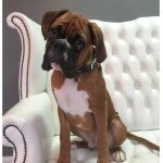 Boxer grooming at pooch Dog Spa