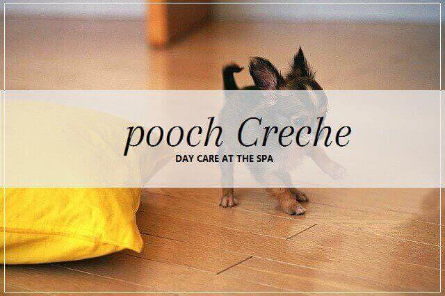 Dog creche services at pooch Dog Spa