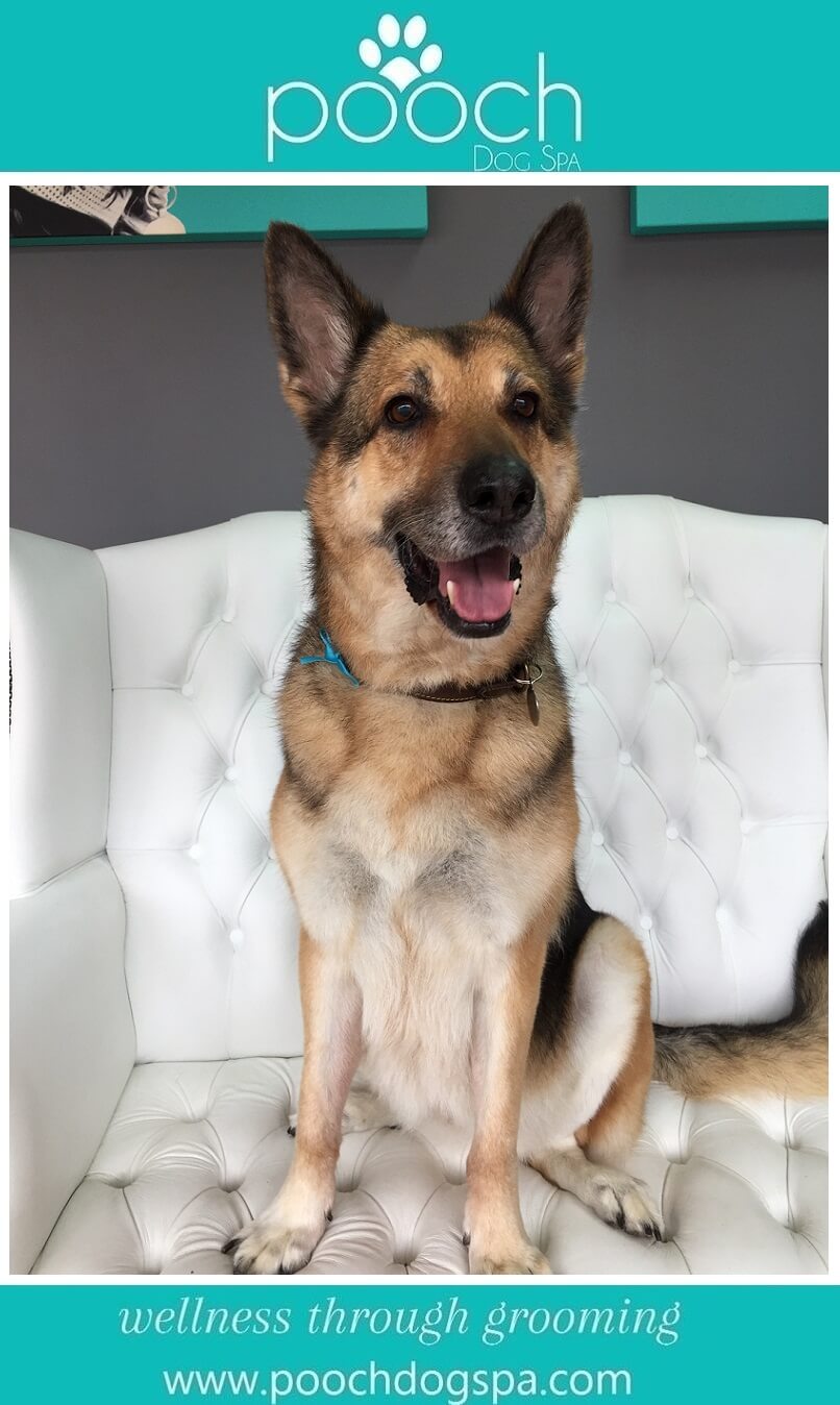 german-shepherd-grooming