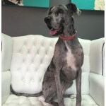 Great Dane grooming at pooch Dog Spa