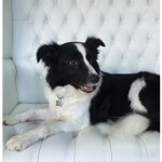 Collie grooming at pooch Dog Spa