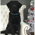 Labrador grooming at pooch Dog Spa